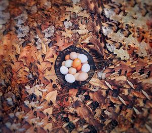 High angle view of autumn leaves