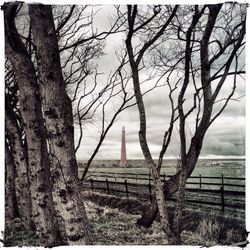 Bare trees against sky