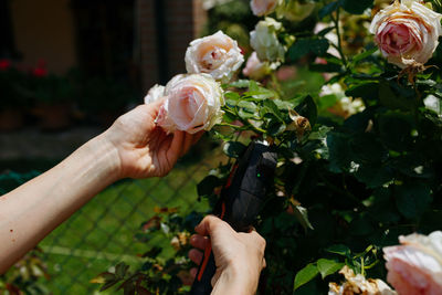 Close up view on hands cutting the roses in the garden