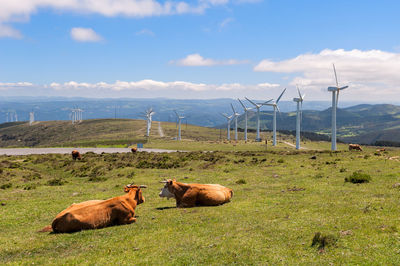 Cows in a field