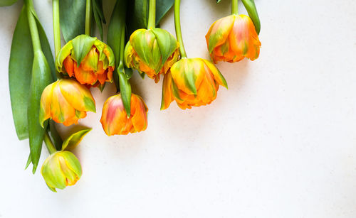 Close-up of orange tulips against white background