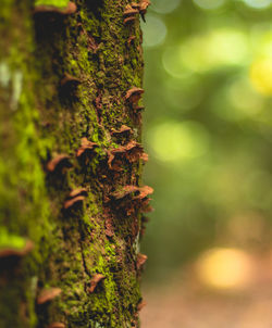 Close-up of moss growing on tree trunk