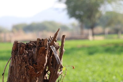 Close-up of wooden log on field against sky