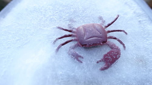 Close-up view of crab