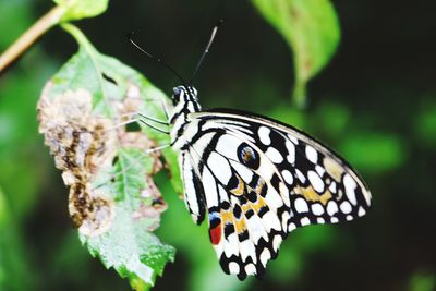 Close-up of butterfly perching on leaf