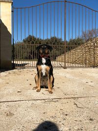 Dog sitting on railing