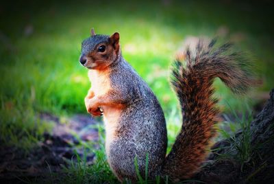 Close-up of squirrel standing on field