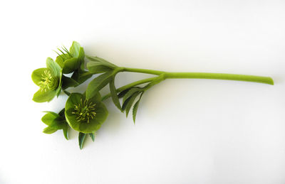 Close-up of plant against white background