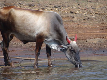 Side view of a cow drinking water