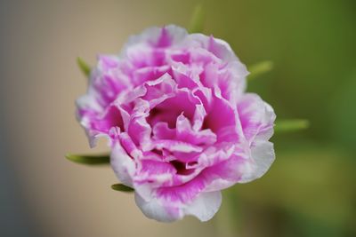 Close-up of pink rose flower