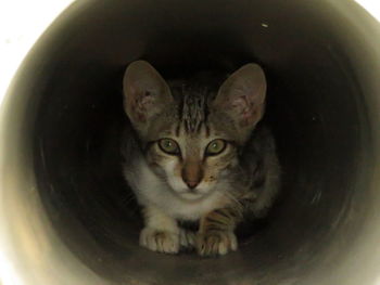 Portrait of cat with kitten