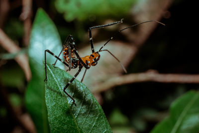 Close-up of insect on leaf