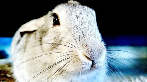 Close-up of animal head