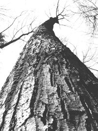 Low angle view of trees against sky