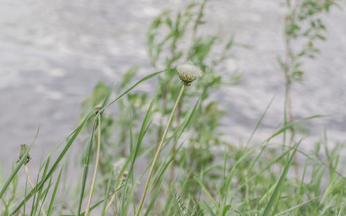 Close-up of flowers blooming outdoors