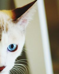 Close-up portrait of cat