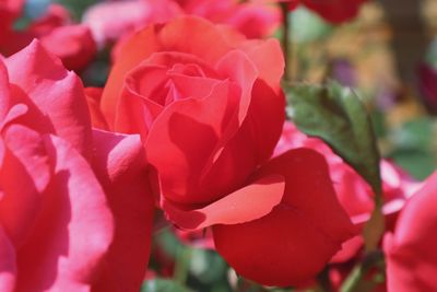 Close-up of pink roses