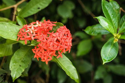 Close-up of red flowering plant