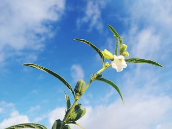 Low angle view of flowering plant against sky