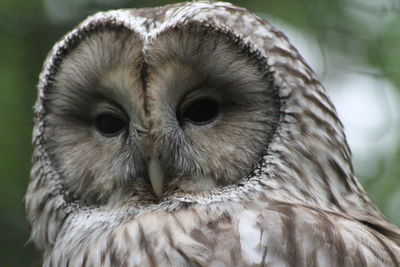 Close-up portrait of owl