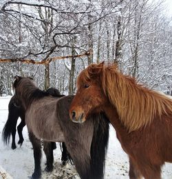 Horse on snow covered field