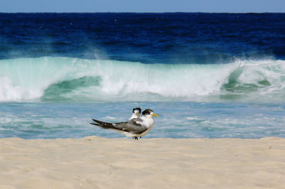 Seagull on beach