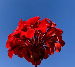 Low angle view of red flowering plant against clear blue sky