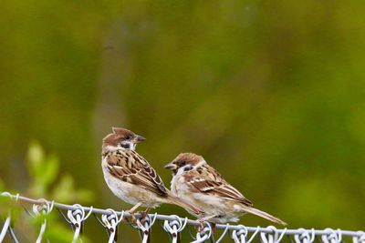 Close-up of a sparrow-couple