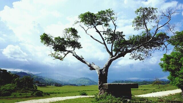 tree, sky, grass, tranquility, tranquil scene, landscape, green color, beauty in nature, scenics, cloud - sky, field, nature, growth, branch, cloud, grassy, cloudy, day, idyllic, non-urban scene