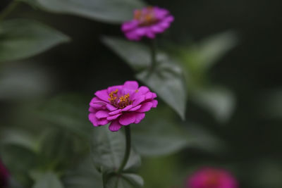 Close-up of pink flowering plant