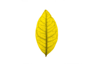 Close-up of yellow leaf against white background