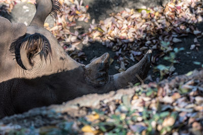 Close-up of rhinoceros sleeping on field