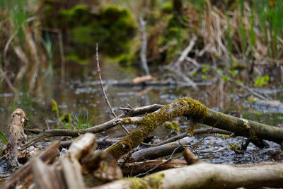 Close-up of fallen tree in forest