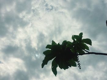 Low angle view of flower tree against sky