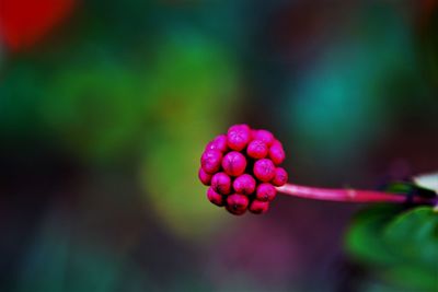 Buds of red flowering plant growing on plant