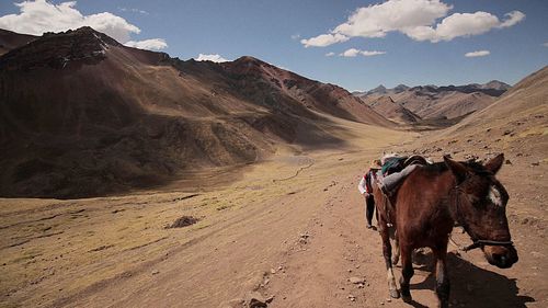 Horse on desert against sky