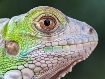 Close-up of lizard