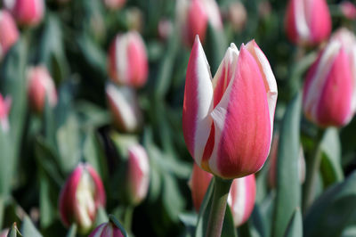 Close-up of pink flowers