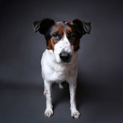 Portrait of dog against black background