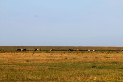 Horses in the wetlands of amager nature area, copenhagen. grazing in front of the dyke.