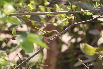 Bird perching on a tree