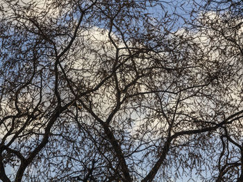 Low angle view of bare trees against blue sky