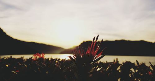 Close-up of plants against sky during sunset