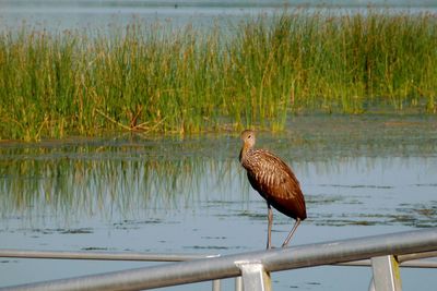 Bird in lake