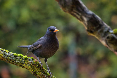 Close-up of bird perching on tree