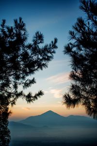 Silhouette tree against sky during sunset