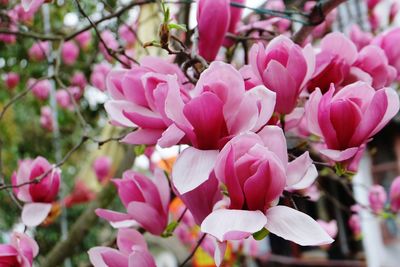 Close-up of pink flowers