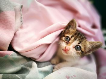 Close-up of kitten sitting on hand