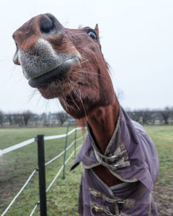 Horse in ranch