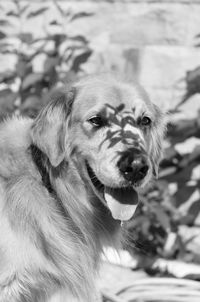 Close-up of dog looking away